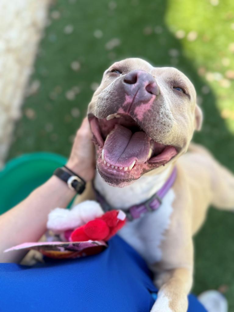 Enlarge Annie, a Adoptable Pit Bull Terrier in Richland Hills, TX image 3/4