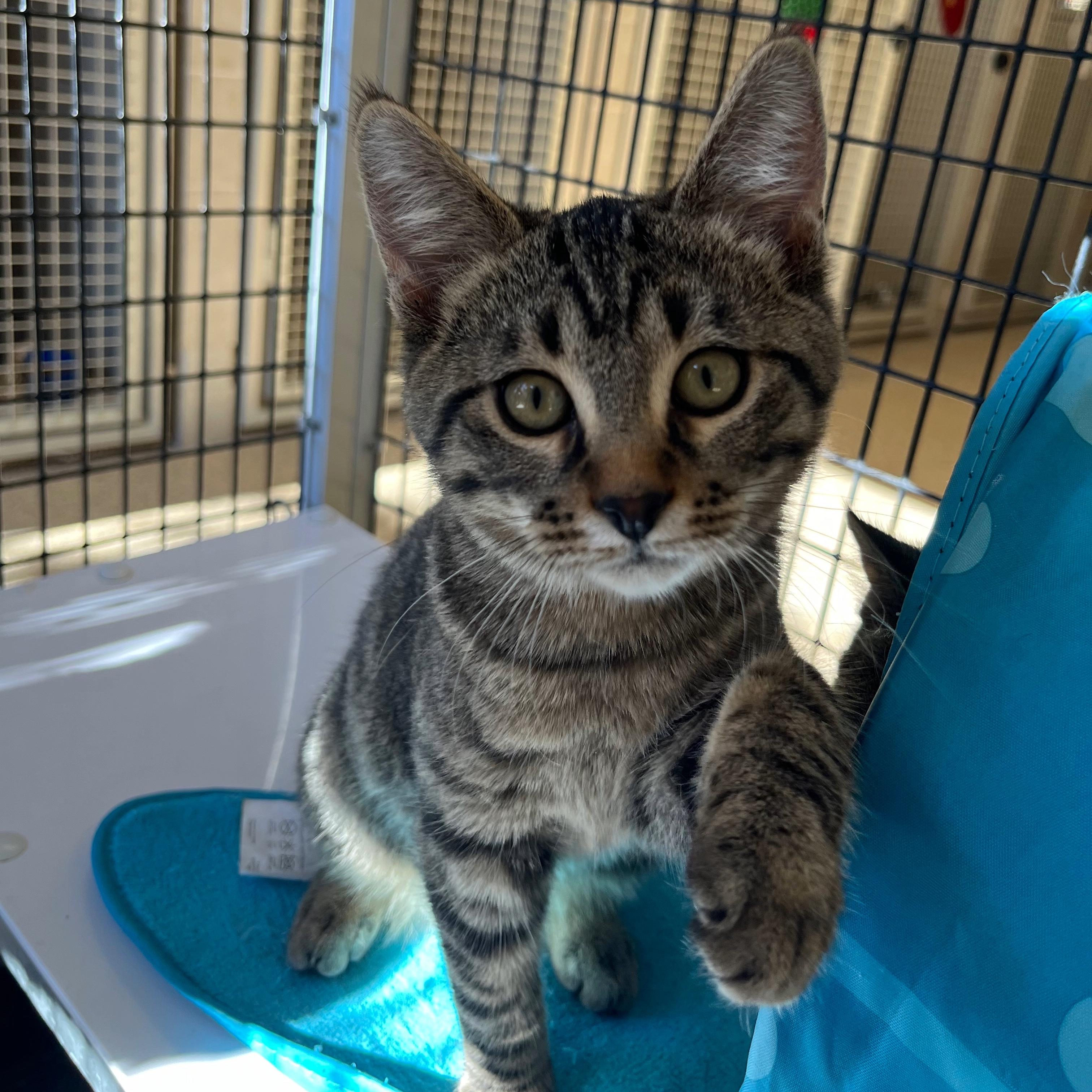 Enlarge Luke, a ADOPTABLE mixed breed in Kerrville, TX image 1/1