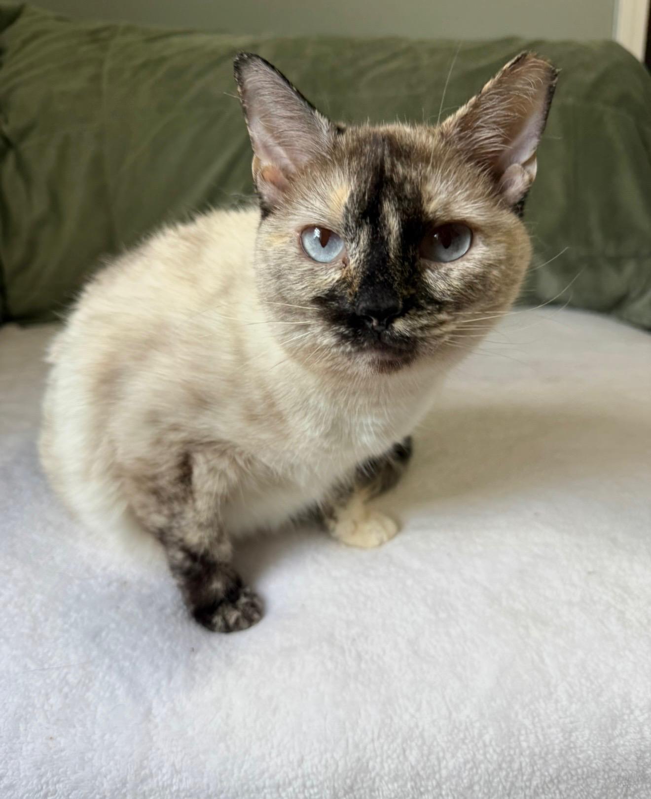 TAJH, an adopted mixed breed in Harahan, LA image 4/4