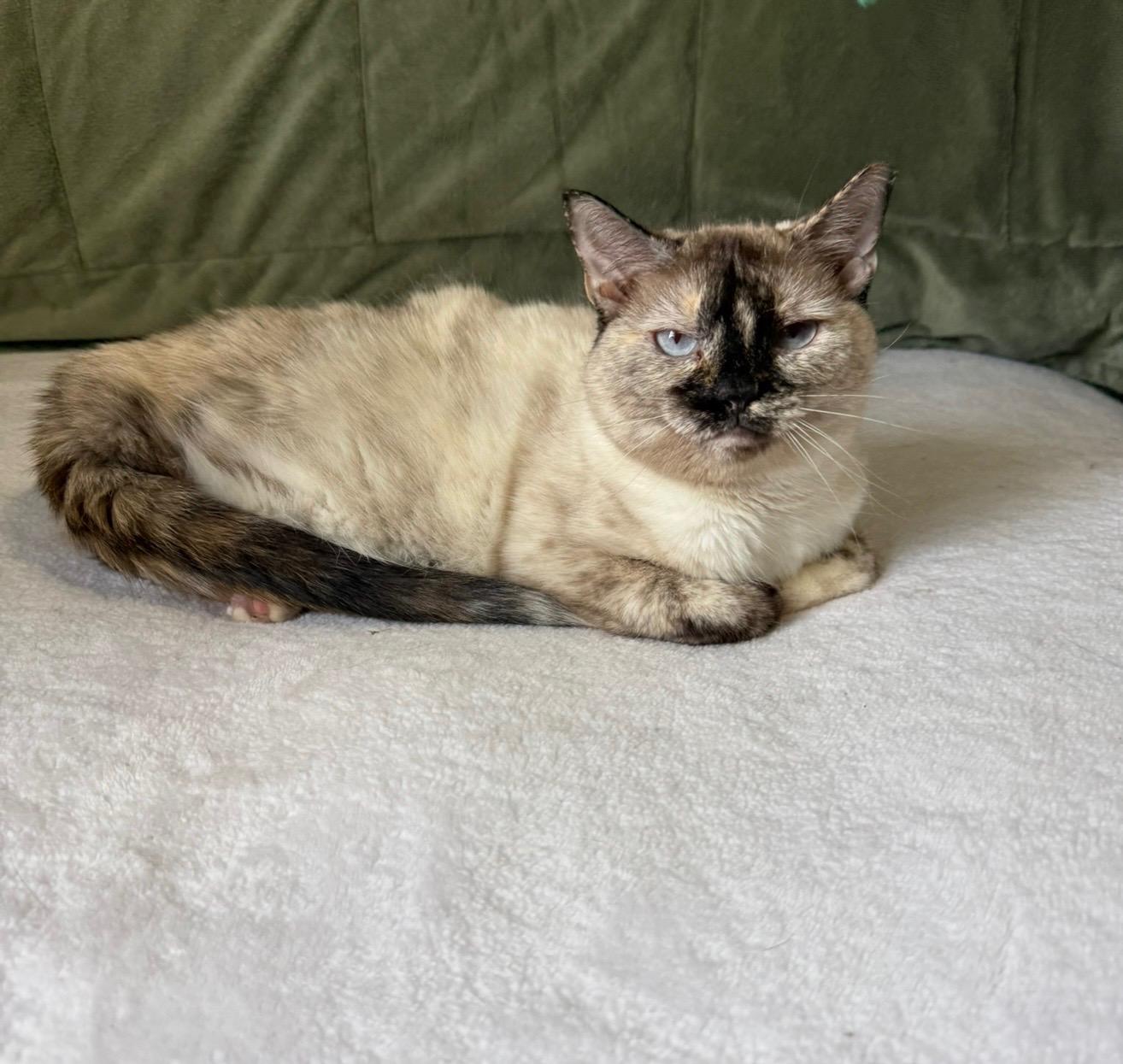 TAJH, adopted, Adult Female Siamese.