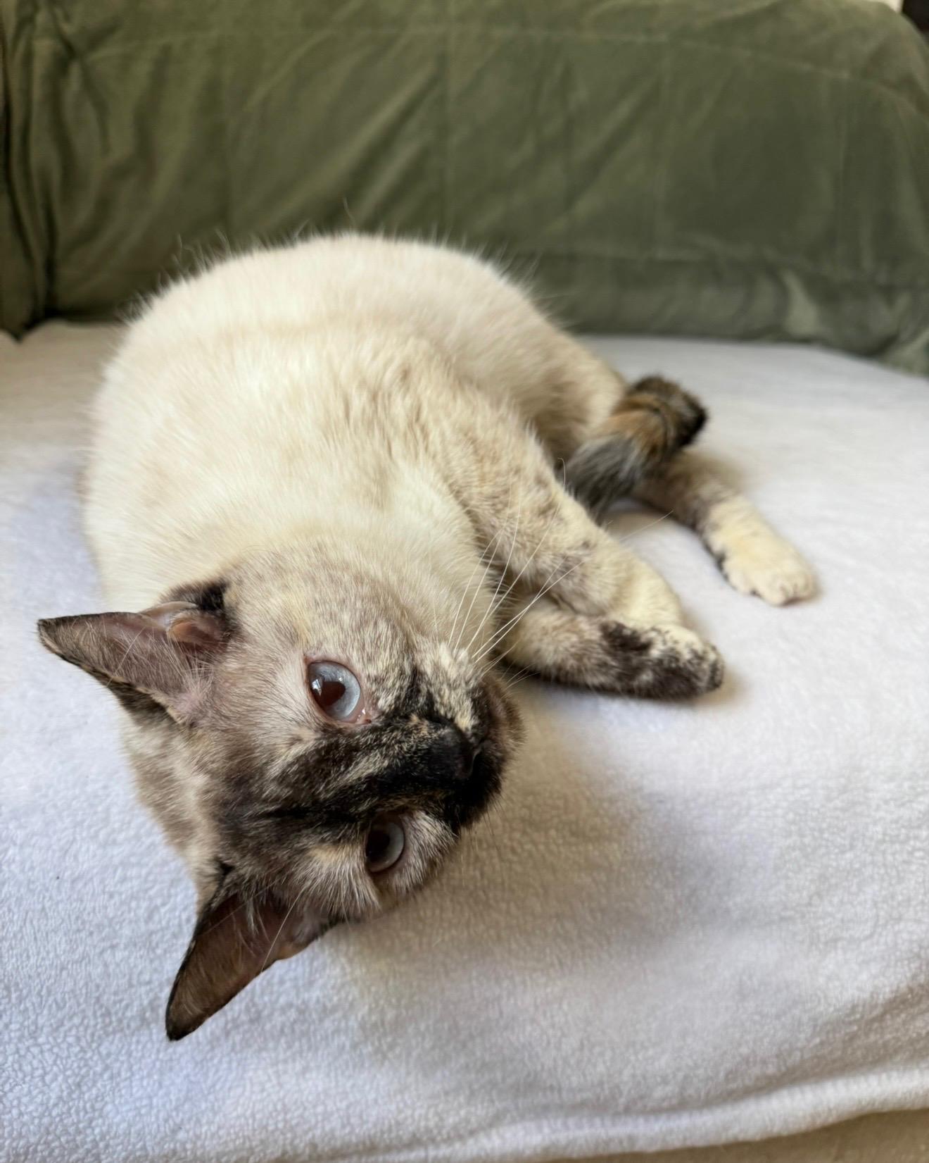 TAJH, an adopted mixed breed in Harahan, LA image 2/4