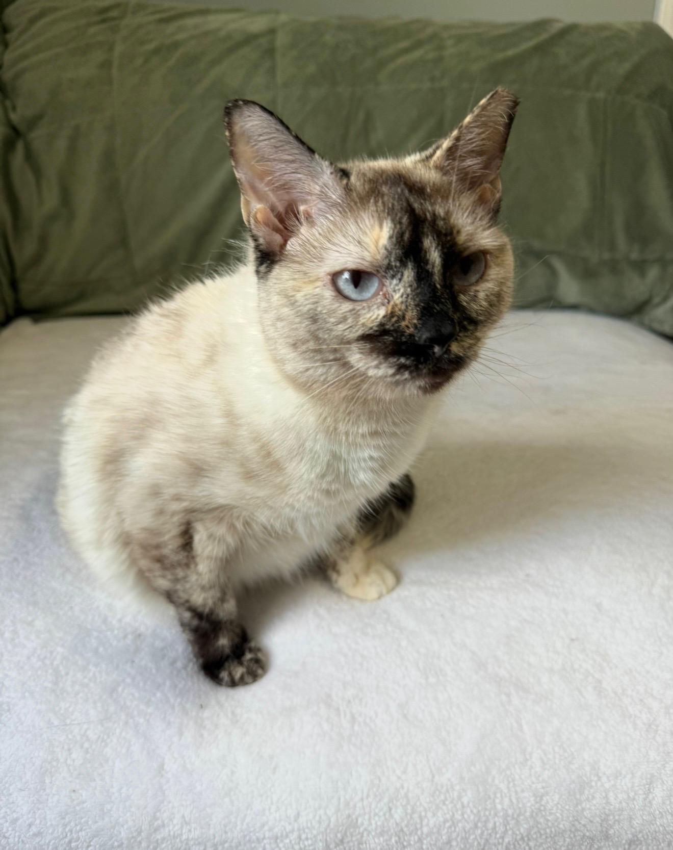TAJH, an adopted mixed breed in Harahan, LA image 3/4