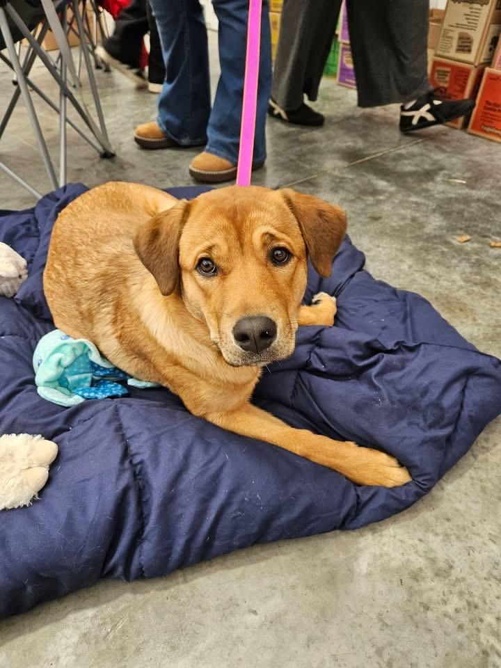 Enlarge Temu, a ADOPTABLE Labrador Retriever in Delmar, NY image 2/5