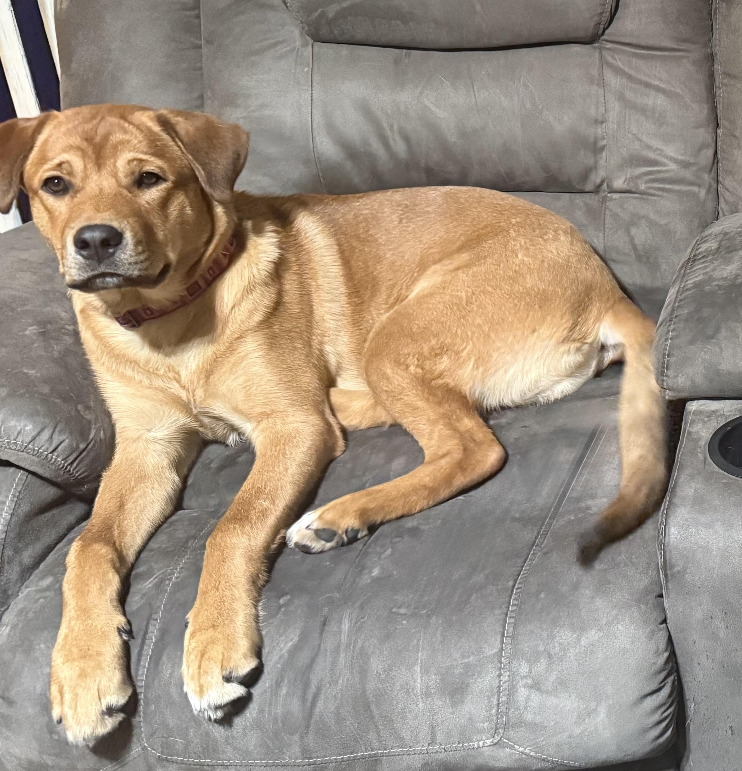 Enlarge Temu, a ADOPTABLE Labrador Retriever in Delmar, NY image 4/5