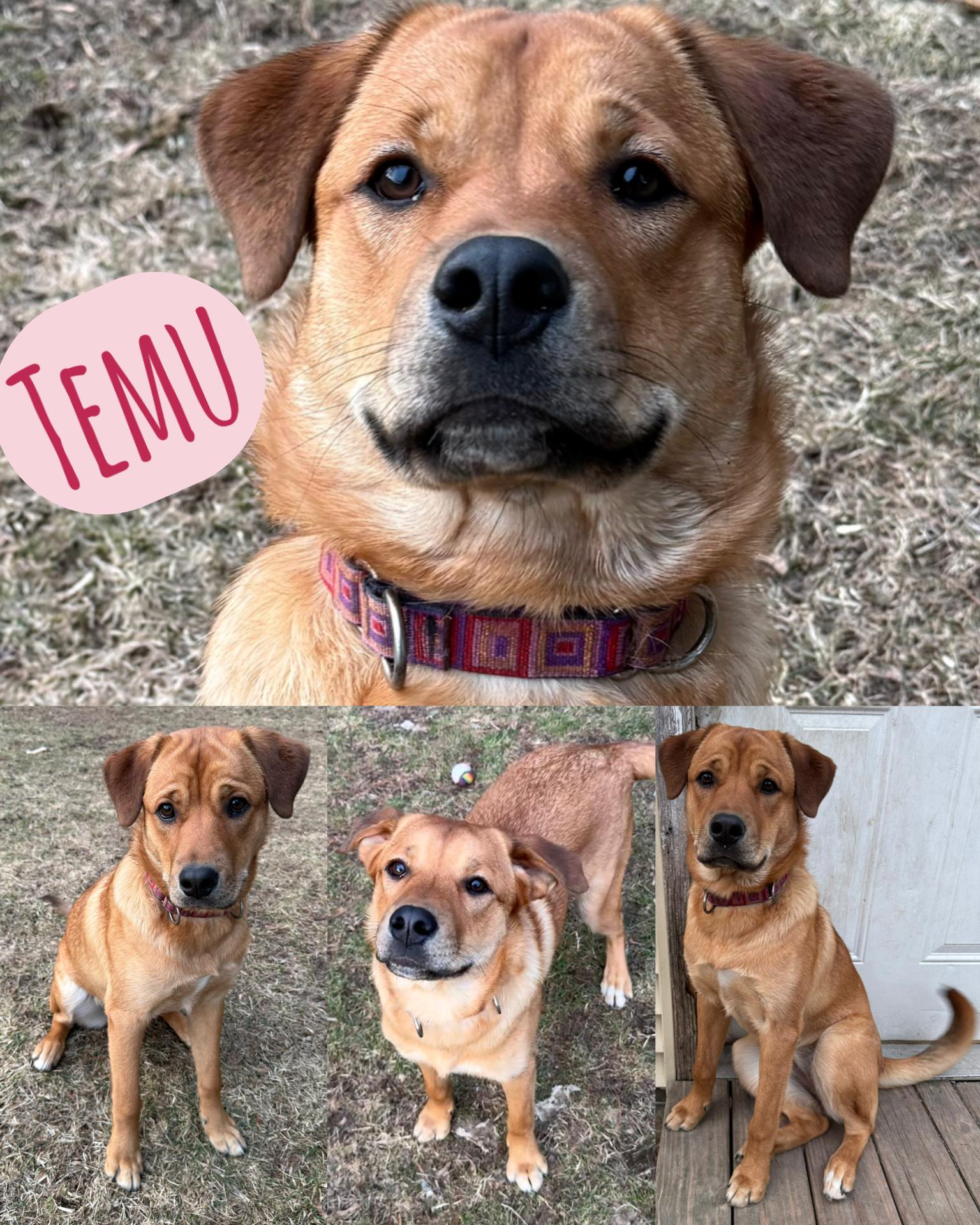 Enlarge Temu, a ADOPTABLE Labrador Retriever in Delmar, NY image 1/5