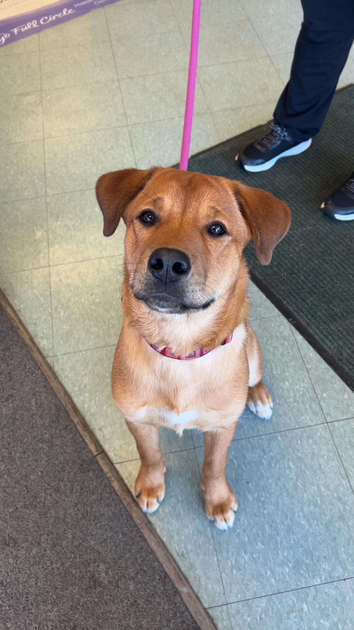 Enlarge Temu, a ADOPTABLE Labrador Retriever in Delmar, NY image 3/5
