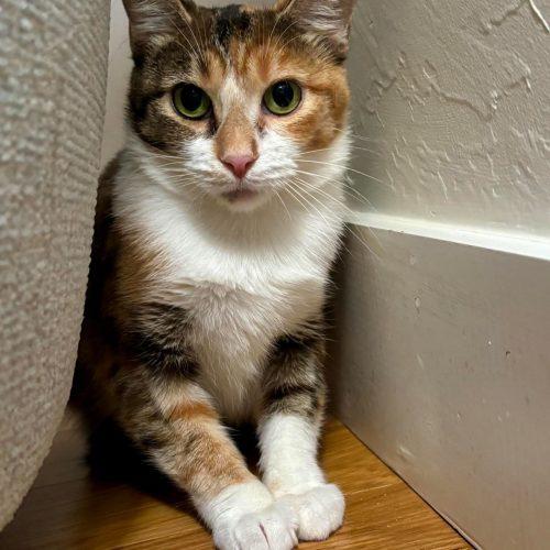 Bonnie, Adoptable, Kitten Female Calico.