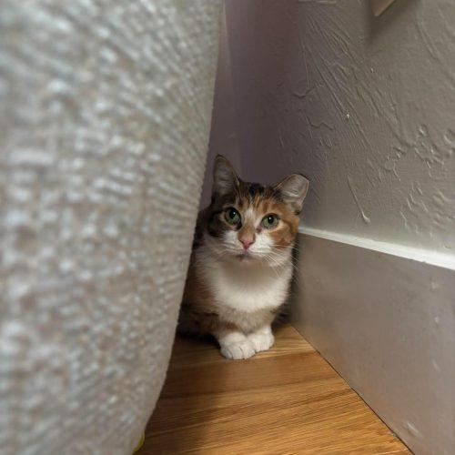 Enlarge Bonnie, a Adoptable Calico in Edmond, OK image 3/6