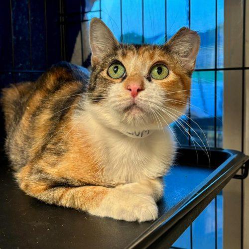 Enlarge Bonnie, a Adoptable Calico in Edmond, OK image 4/6