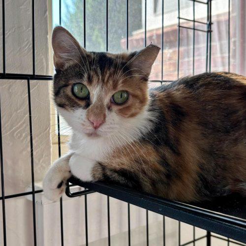 Enlarge Bonnie, a Adoptable Calico in Edmond, OK image 5/6