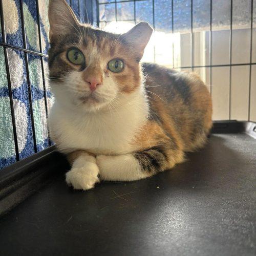 Enlarge Bonnie, a Adoptable Calico in Edmond, OK image 6/6