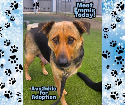 Emmie, Adoptable, Adult Female German Shepherd Dog & Mixed Breed.