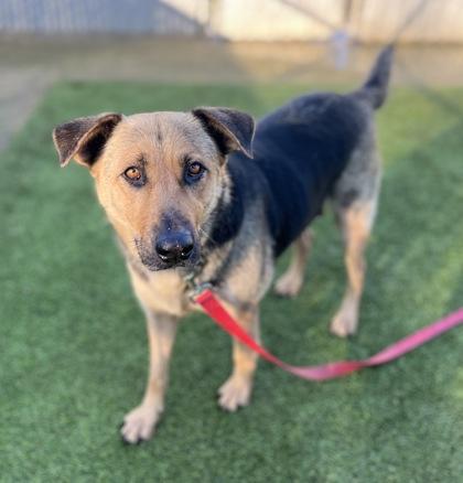 Emmie, a Adoptable mixed breed in Fresno, CA image 2/6