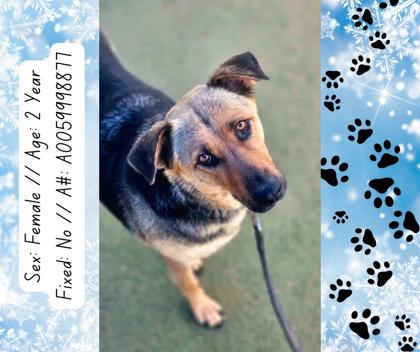 Emmie, a Adoptable mixed breed in Fresno, CA image 6/6