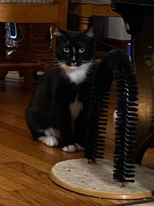 Ray Ray (Foster Cat), Adoptable, Adult Male Domestic Short Hair & Tuxedo.