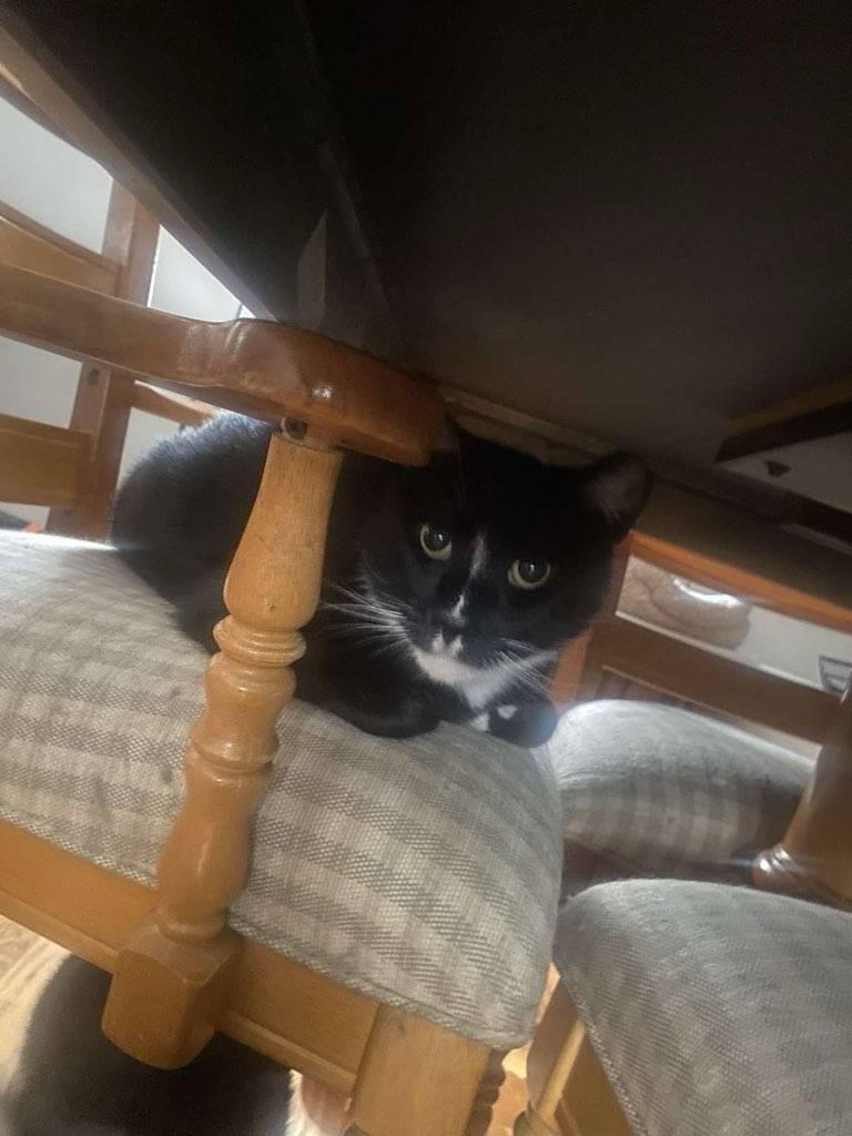 Enlarge Ray Ray (Foster Cat), a Adoptable mixed breed in Gettysburg, PA image 2/2