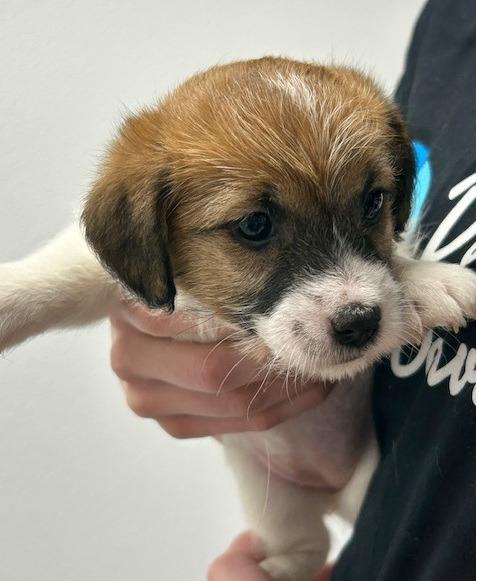 Enlarge Chandler, a Adoptable mixed breed in Thompson Falls, MT image 2/5