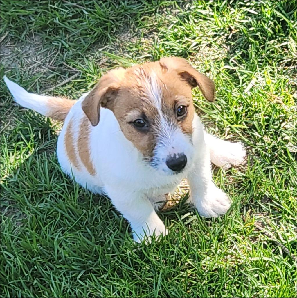 Enlarge Chandler, a Adoptable mixed breed in Thompson Falls, MT image 3/5