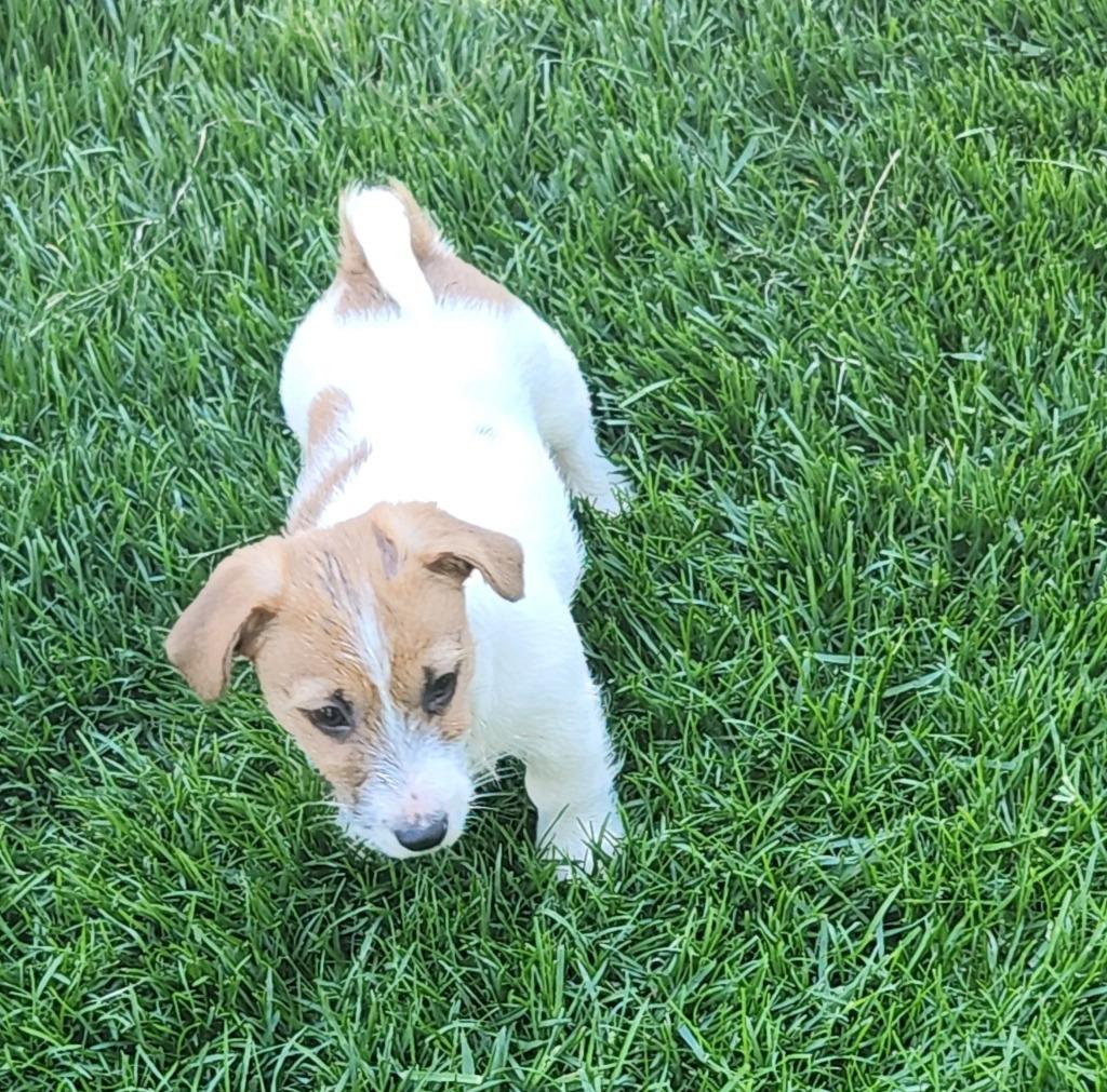 Enlarge Chandler, a Adoptable mixed breed in Thompson Falls, MT image 5/5