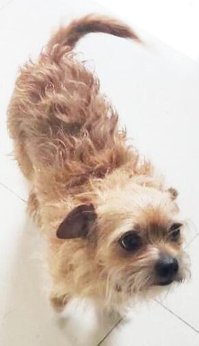 Chewy aka The Little Devil, Adoptable, Adult Male Terrier.