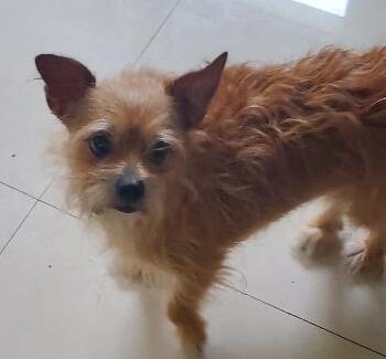 Chewy aka The Little Devil