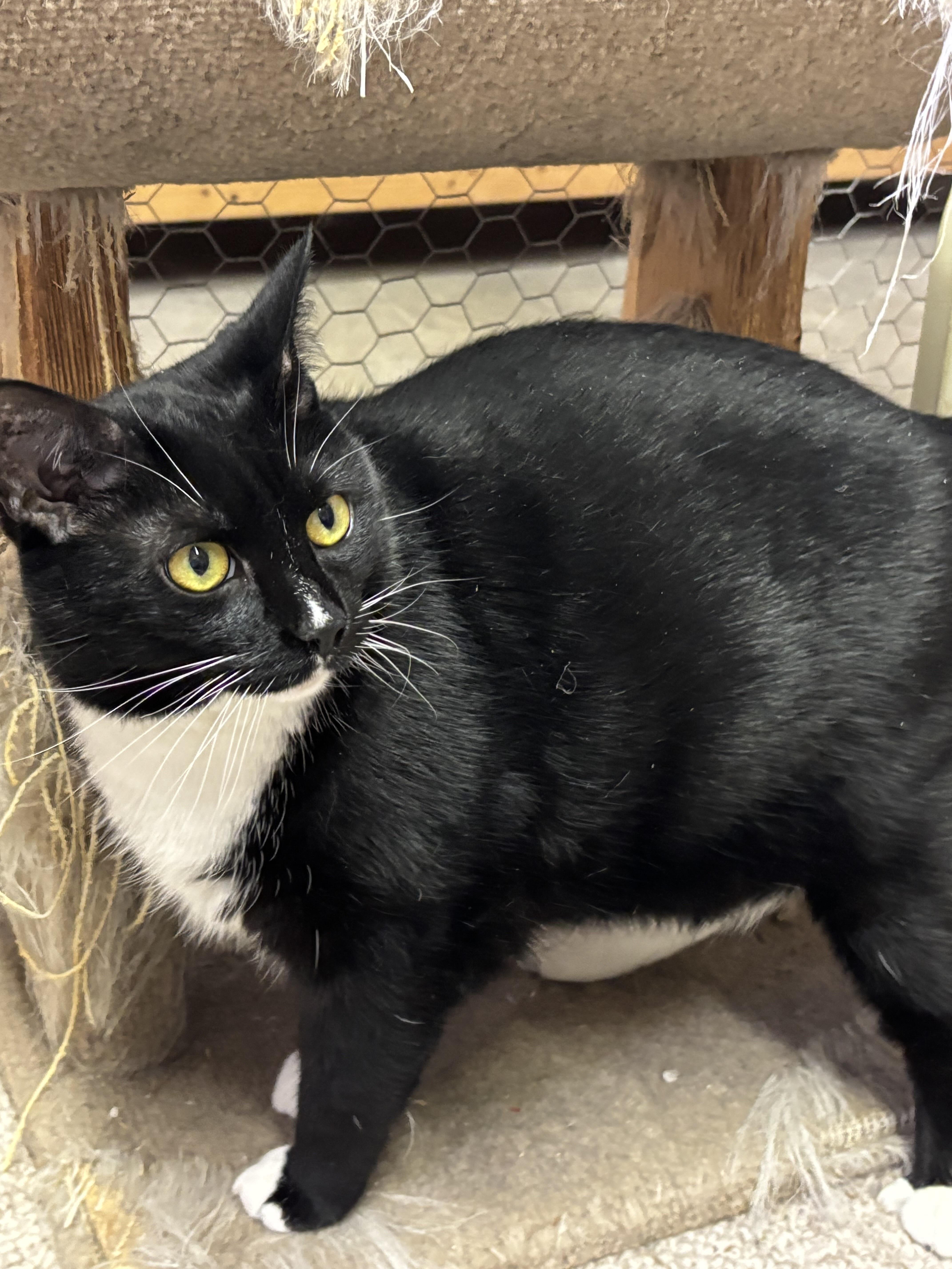 Enlarge Delta, a Adoptable Domestic Short Hair in Abingdon, VA image 1/1
