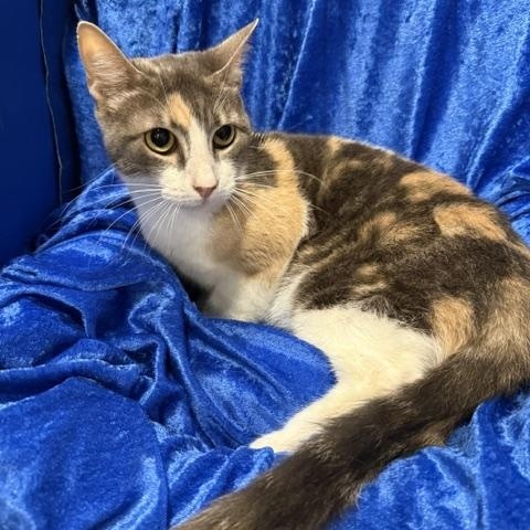 Patches (Cuddles 2), Adoptable, Adult Female Dilute Calico & Maine Coon.