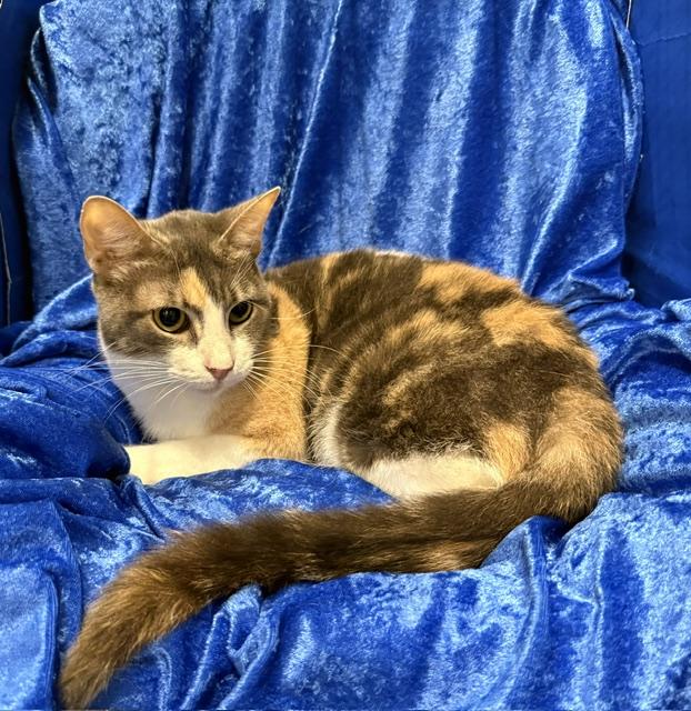 Enlarge Patches (Cuddles 2), a Adoptable mixed breed in Gainesville, FL image 3/3