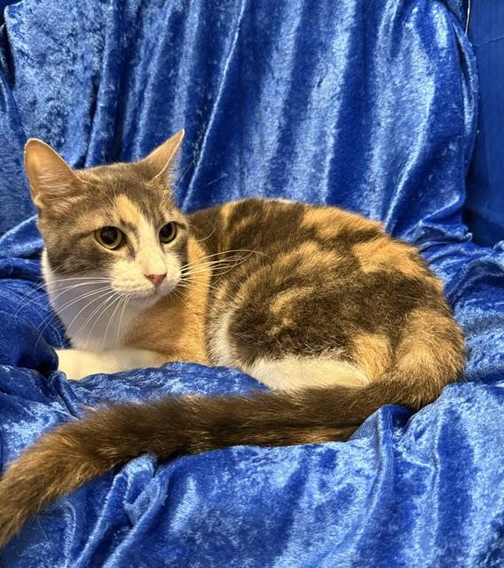 Enlarge Patches (Cuddles 2), a Adoptable mixed breed in Gainesville, FL image 2/3