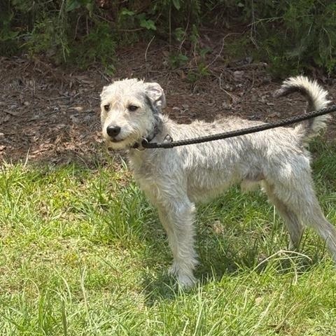 Enlarge Benny, a Adoptable mixed breed in Washington, GA image 2/3