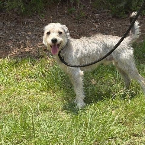Benny, Adoptable, Adult Male Wirehaired Terrier.