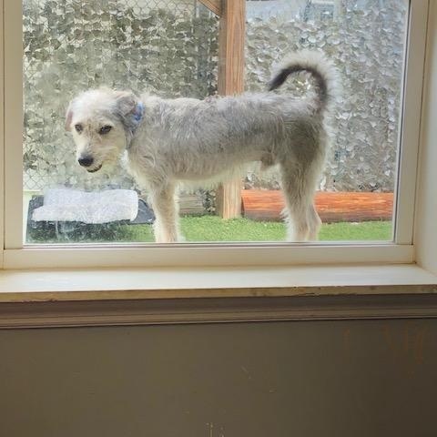 Enlarge Benny, a Adoptable mixed breed in Washington, GA image 3/3