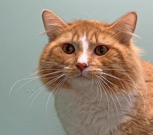 Dexter *Bonded to Tails*