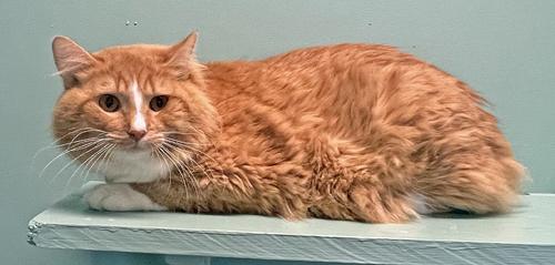 Dexter *Bonded to Tails*