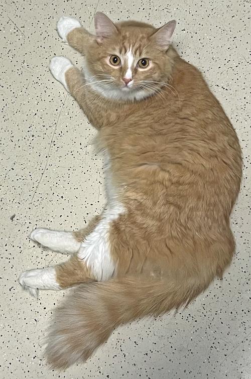 Dexter *Bonded to Tails*