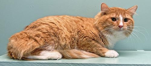 Dexter *Bonded to Tails*