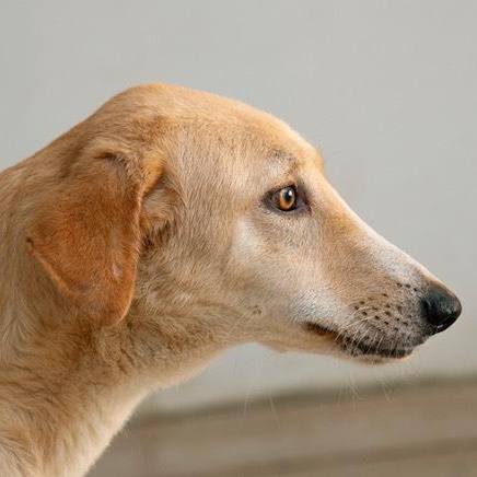 Mr. Happy Gary (Boji), a Adoptable mixed breed in Ridgefield, WA image 2/6