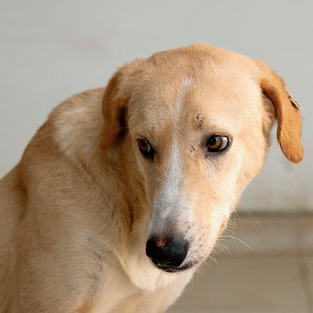 Mr. Happy Gary (Boji), a Adoptable mixed breed in Ridgefield, WA image 5/6