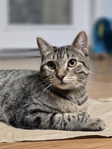 Violet — thumbnail 2