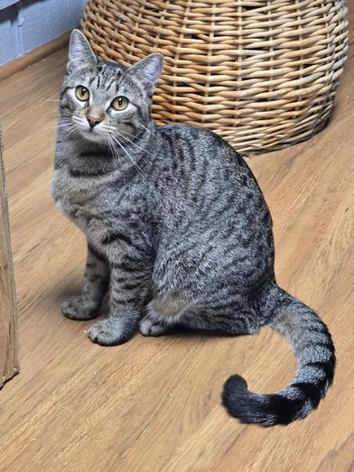 Violet — thumbnail 5