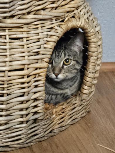 Violet — thumbnail 6