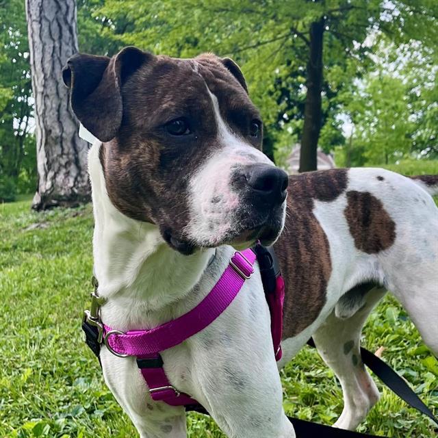ROCKO, Adoptable, Adult Male Pit Bull Terrier.