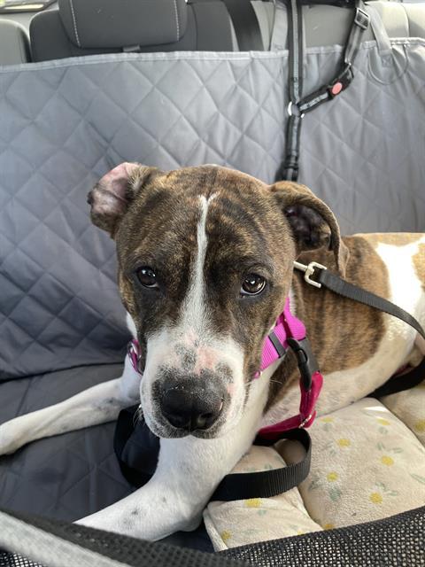 ROCKO, Adoptable, Adult Male Pit Bull Terrier.