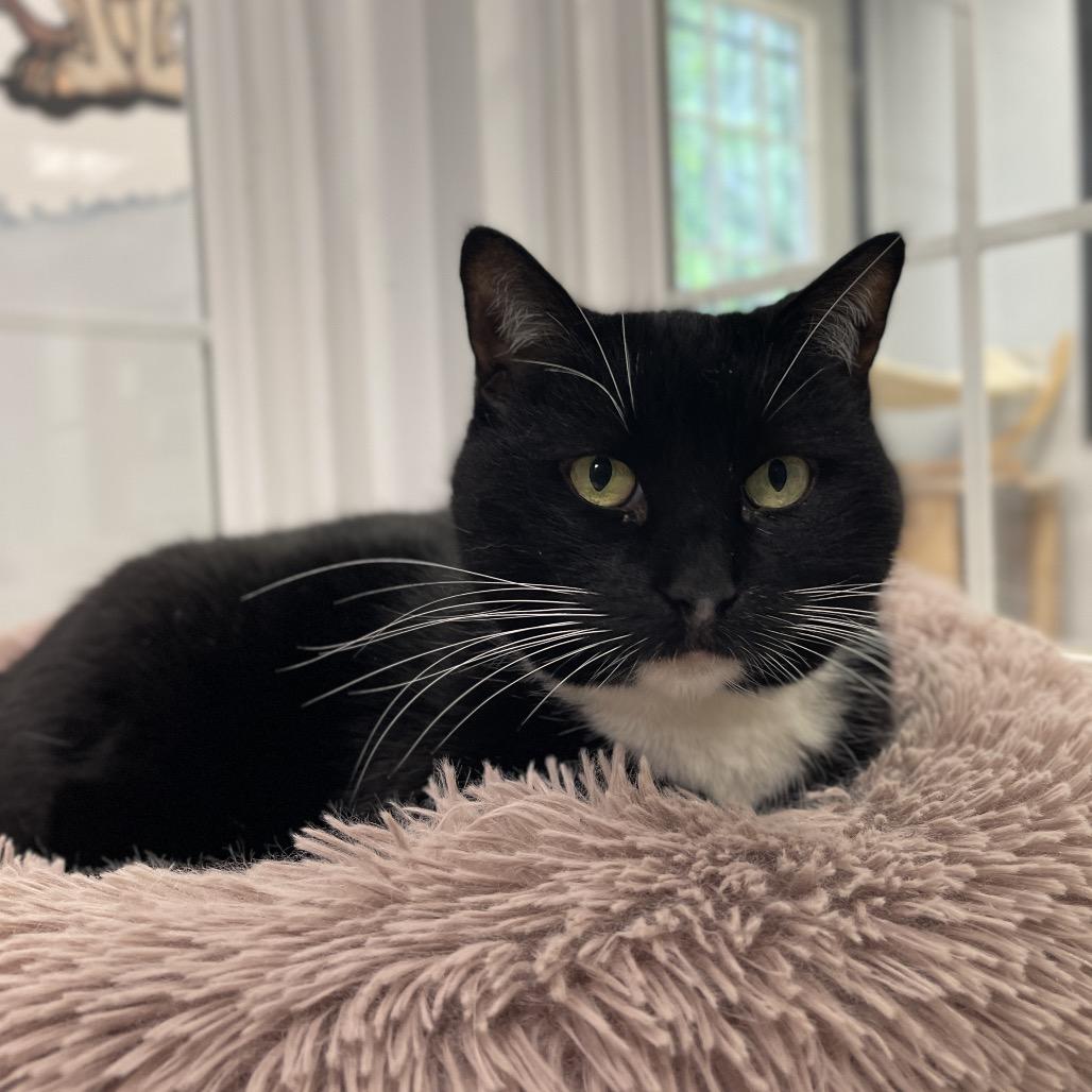 Enlarge Nina, a Adoptable Domestic Short Hair in Walden, NY image 1/3