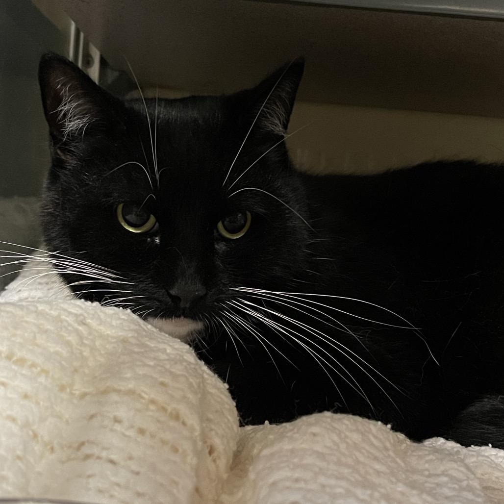 Nina, Adoptable, Senior Female Domestic Short Hair.