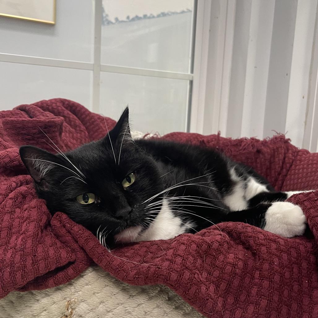 Nina, a Adoptable Domestic Short Hair in Walden, NY image 2/2