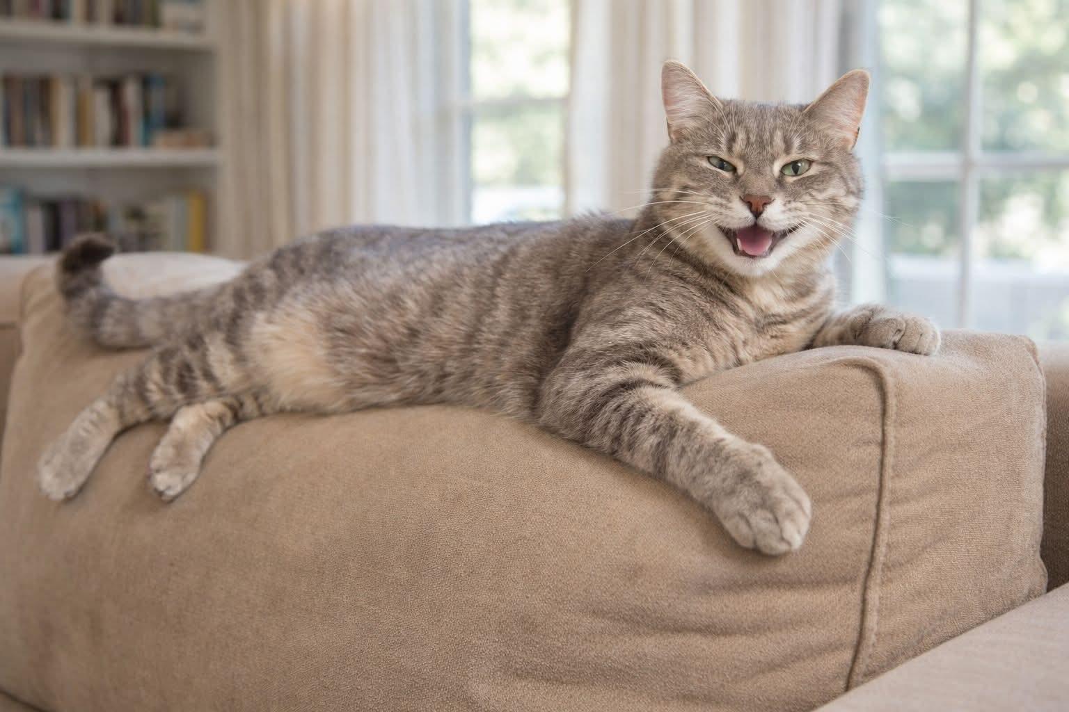 Enlarge Stormi, a ADOPTABLE Tabby in Lawrenceburg, KY image 6/6