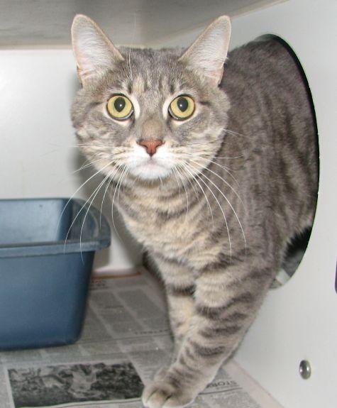 Stormi, ADOPTABLE, Young Female Tabby.