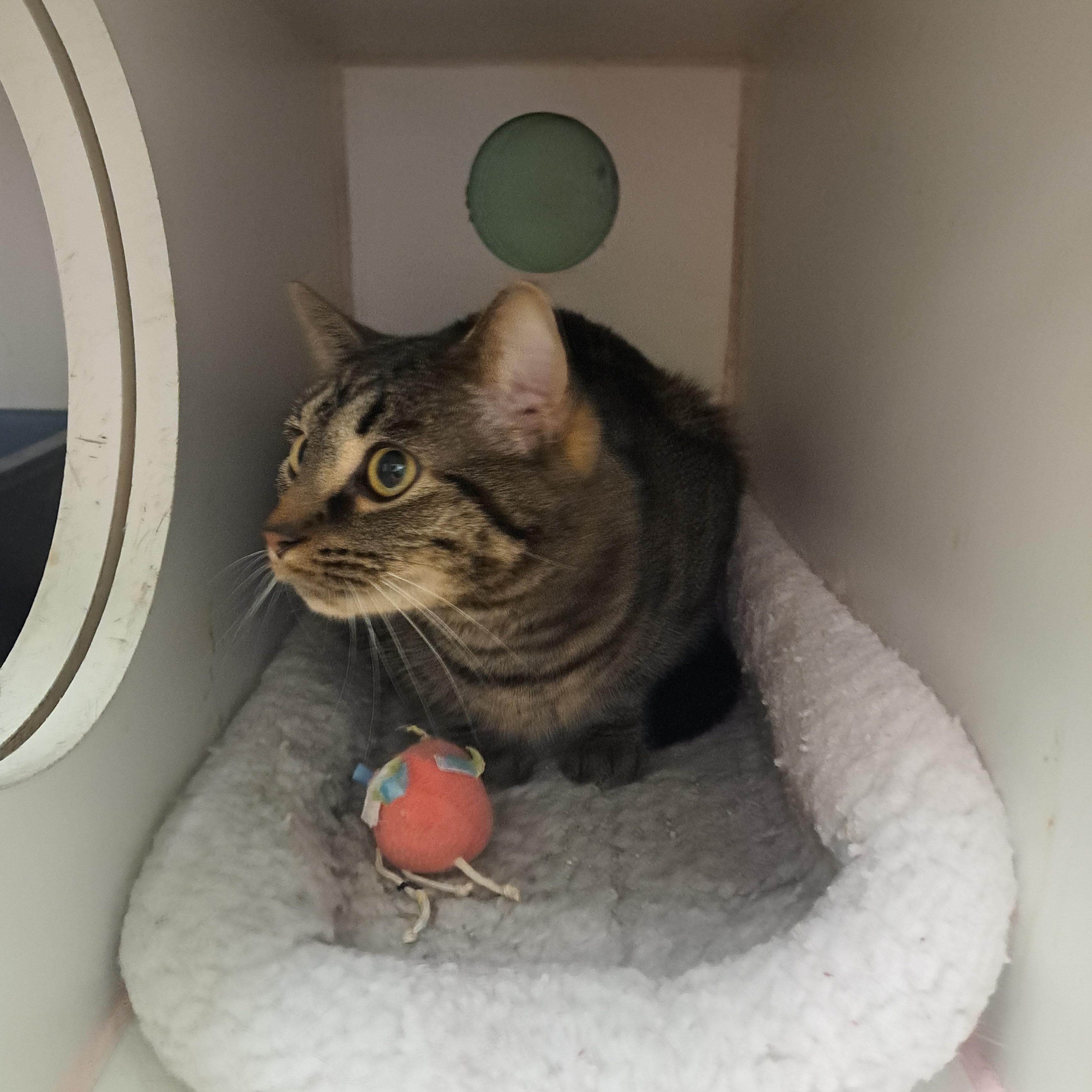 Stormi, a ADOPTABLE Tabby in Lawrenceburg, KY image 6/6
