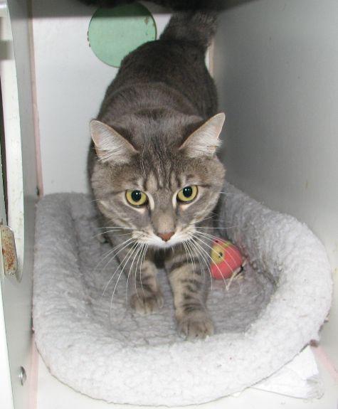 Stormi, a ADOPTABLE Tabby in Lawrenceburg, KY image 3/6